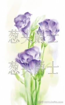 水彩兰花