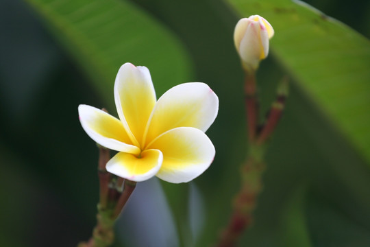 鸡蛋花