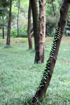 藤缠树