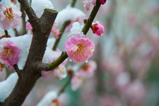 迎春雪梅