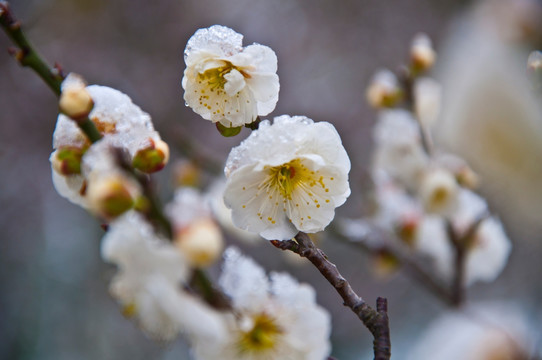 迎春雪梅