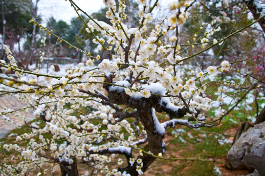 迎春雪梅