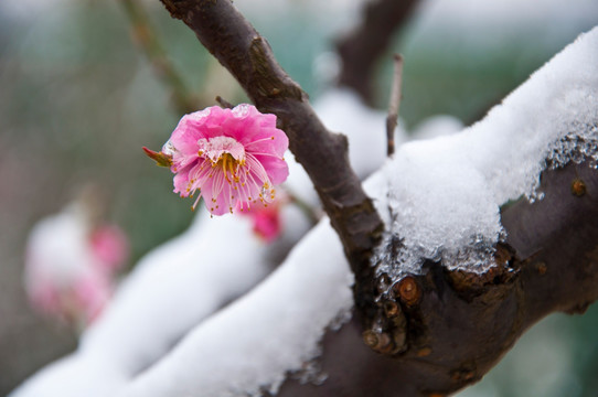 迎春雪梅