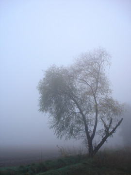 新疆伊犁雾中树影