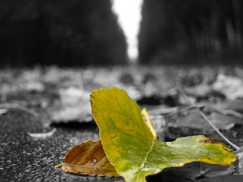 新疆伊犁雨中树叶