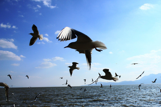 昆明滇池上空的海鸥