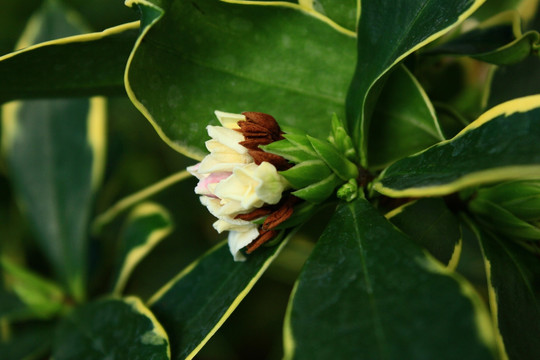 小白花