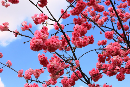 盛开的樱花