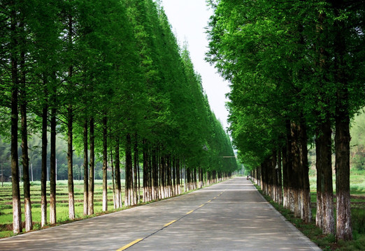 道路