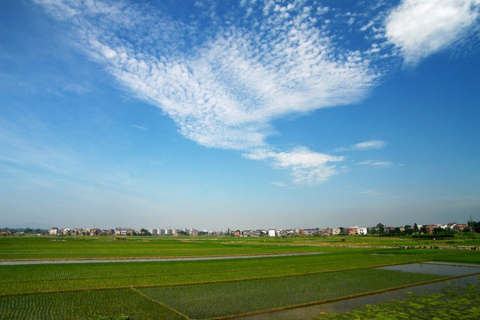 田野