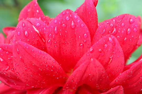 花卉特写 水珠