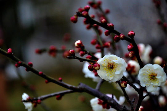 梅花