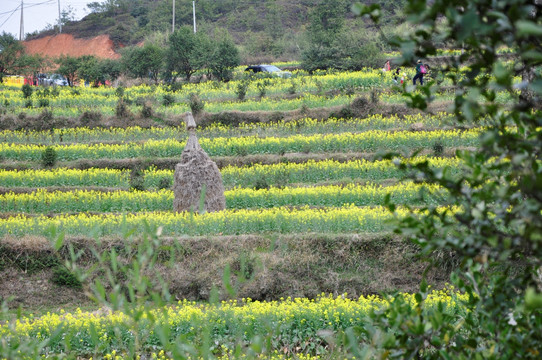 婺源油菜花