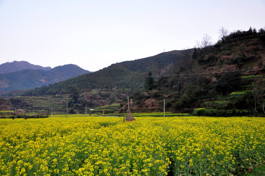 庆源油菜花