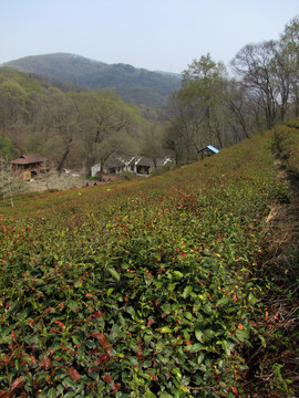 山中藏古寺 茶园 竹楼 茶楼