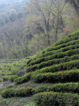 山中茶园 茶树 丛林 茶场