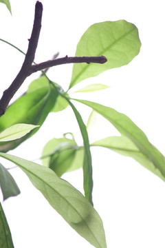 茉莉