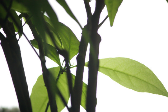 茉莉