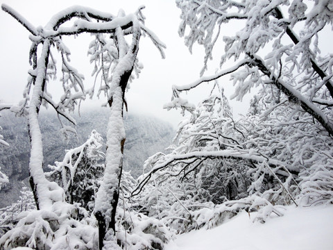 白雪