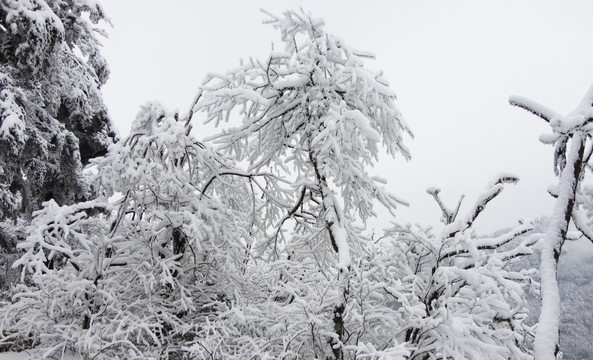峨眉山白雪
