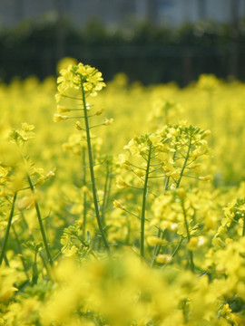 油菜花