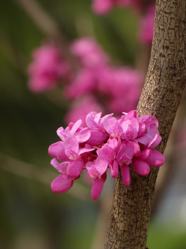 小碎花 红花 春天的花