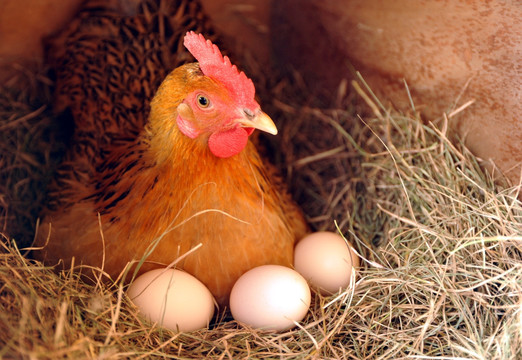 三个蛋和母鸡