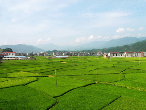 田园
