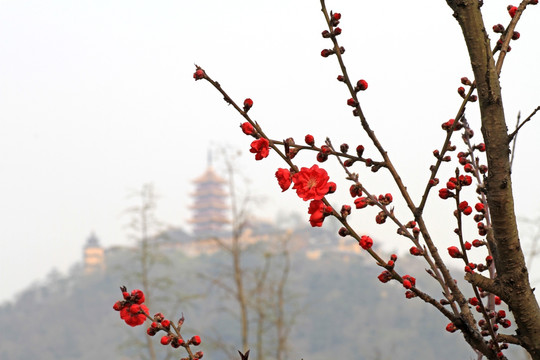 桃花