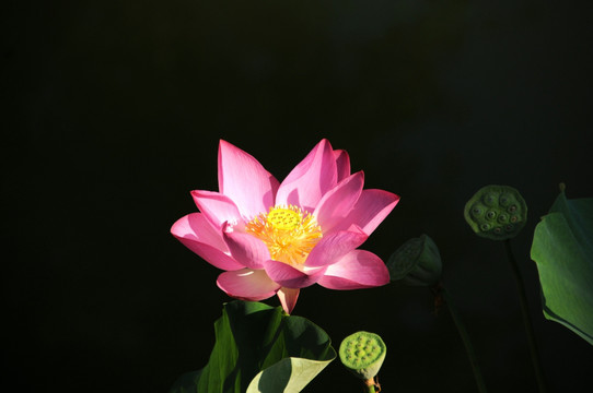 荷花