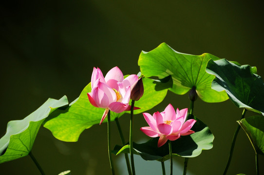 荷花
