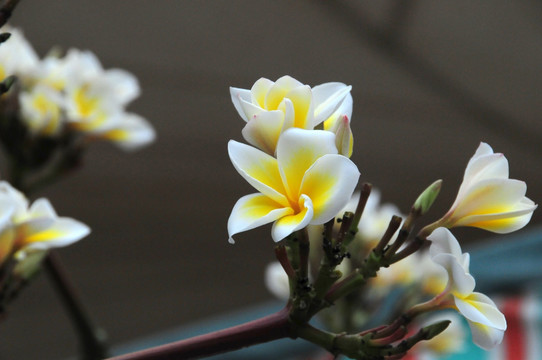 鸡蛋花