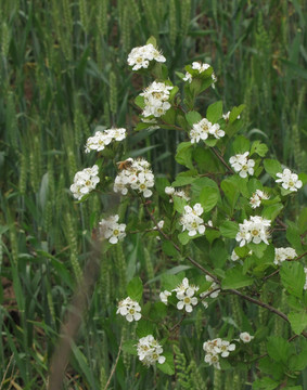 野山楂花