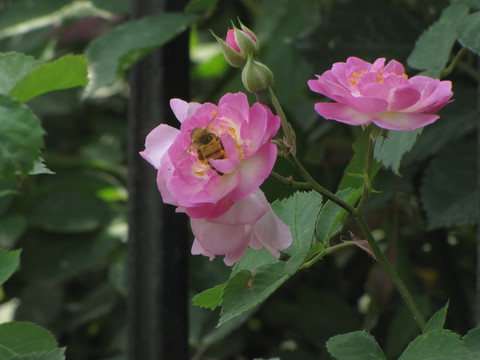 蔷薇 蔷薇与蜜蜂