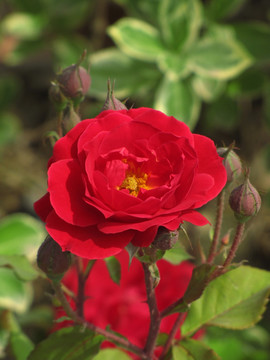 红玫瑰 月季 月季花