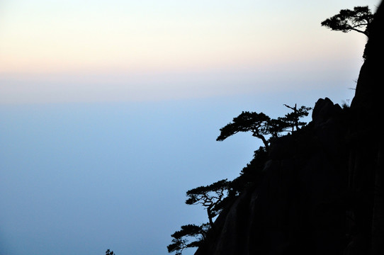 黄山西海大峡谷奇松