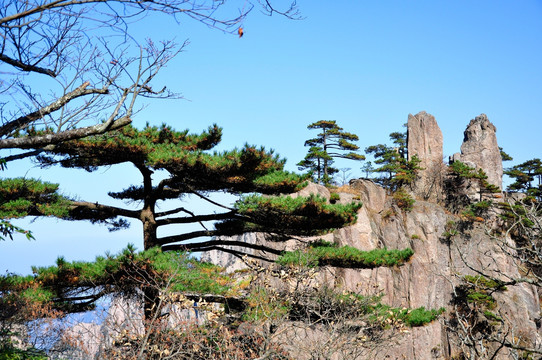 黄山松