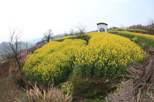 山地油菜花