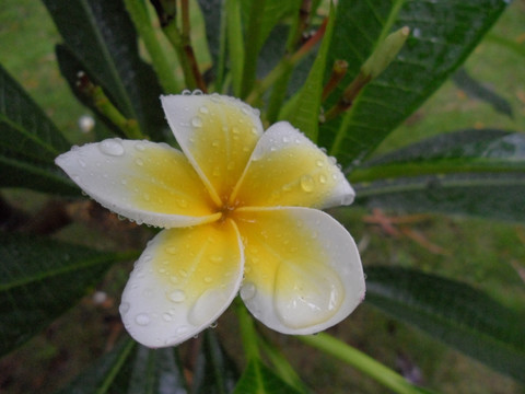 鸡蛋花