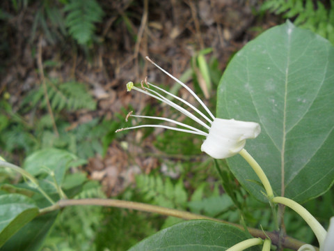 金银花