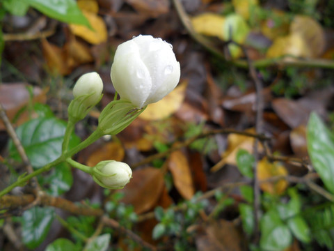 茉莉花