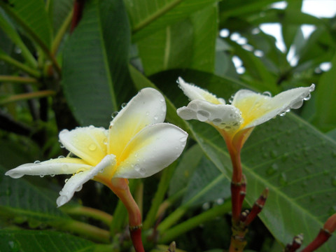 鸡蛋花