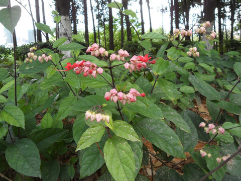 龙吐珠