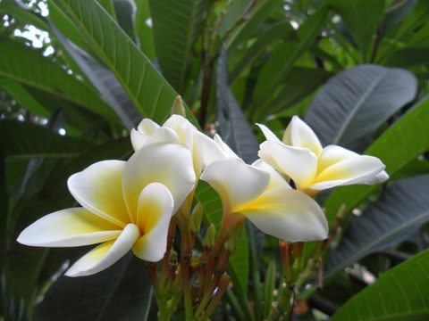 鸡蛋花
