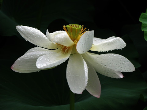 荷花与荷叶 花蕊 花瓣 莲蓬