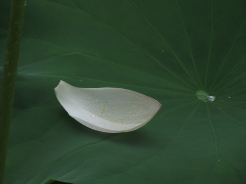 荷叶与荷花瓣