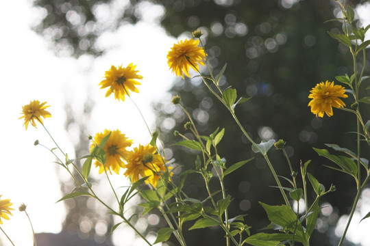 黑心菊