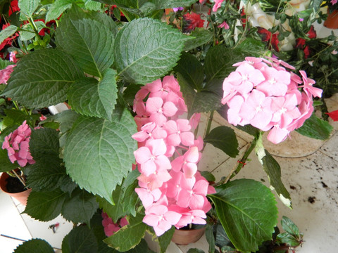 八仙花