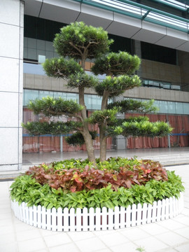 盆景