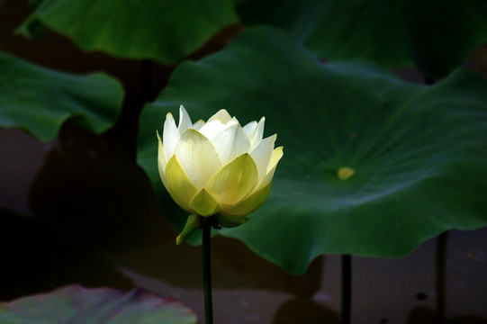 睡莲